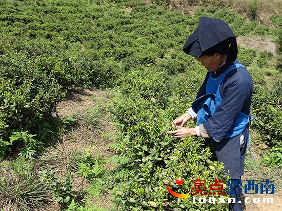 采摘茶葉.JPG